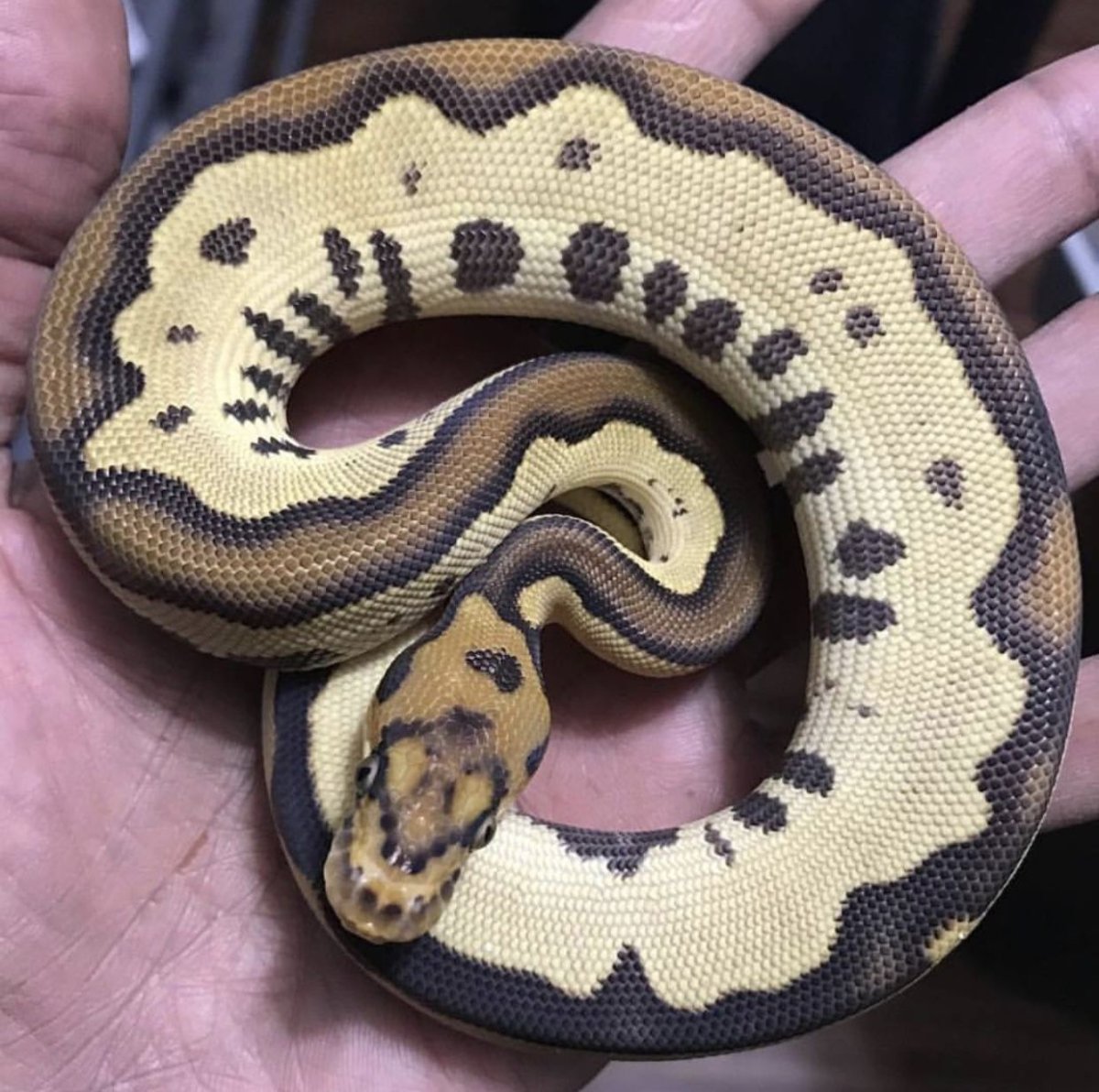 Королевский питон мраморный