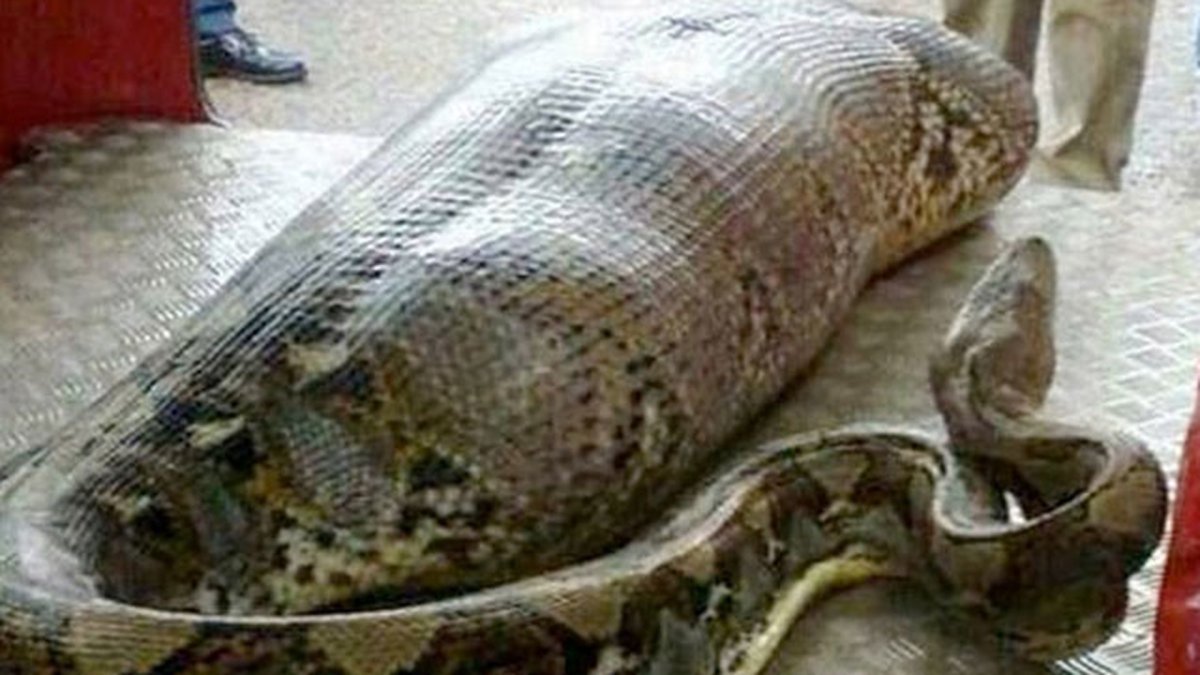 Змея заглотила человека Анаконда