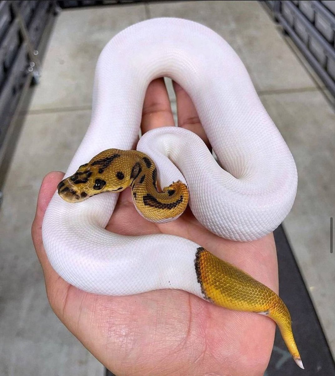 Королевский питон зеленый