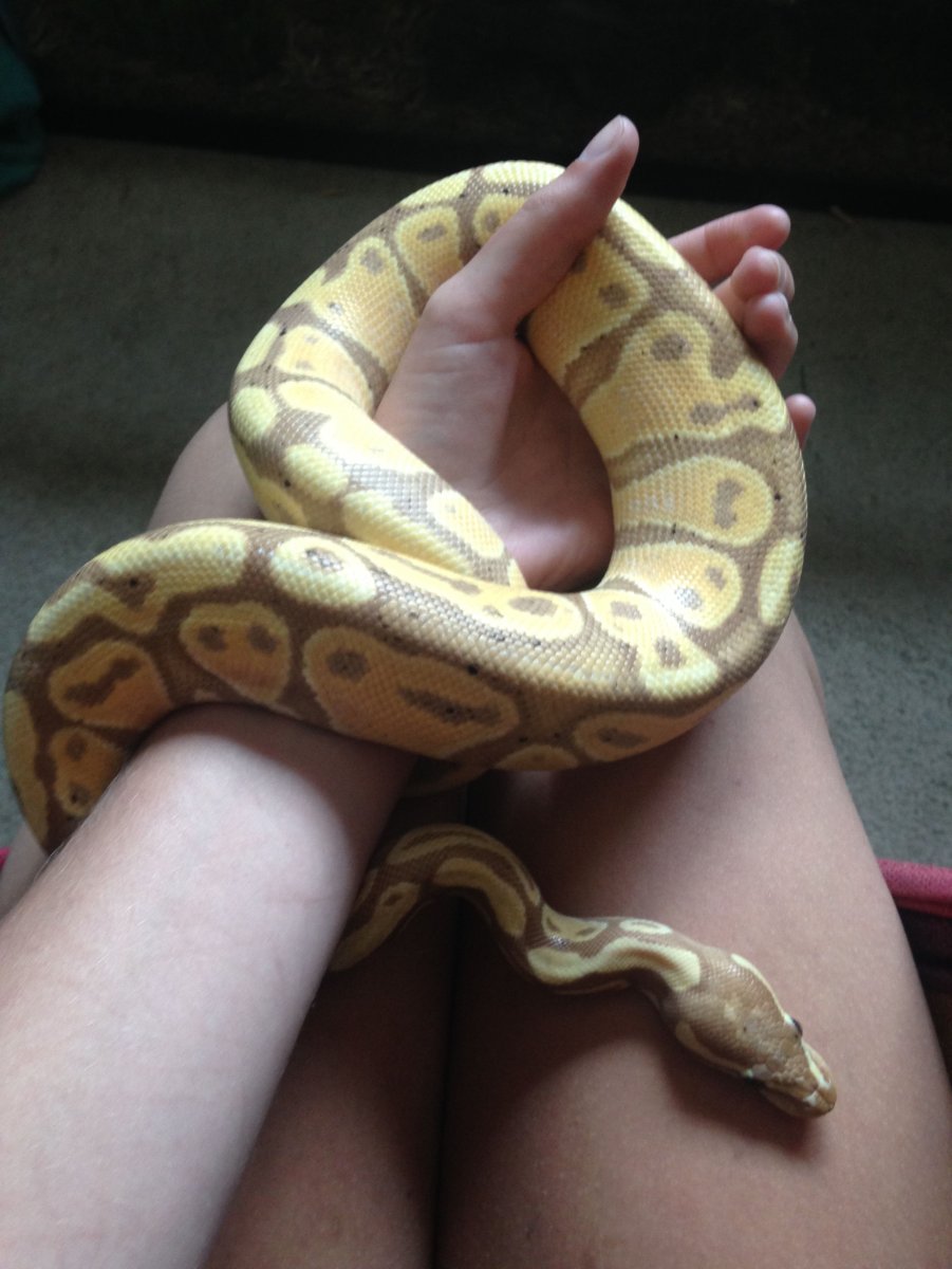 Banana Ball Python