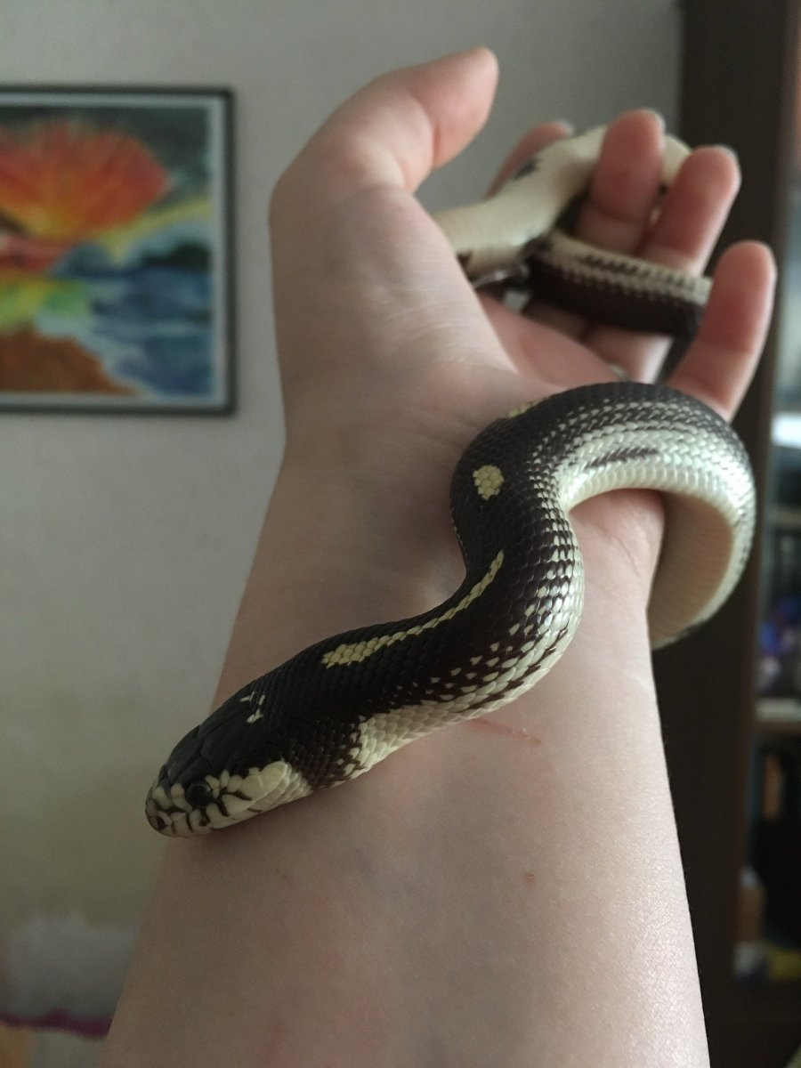 Домашние змеи маленькие