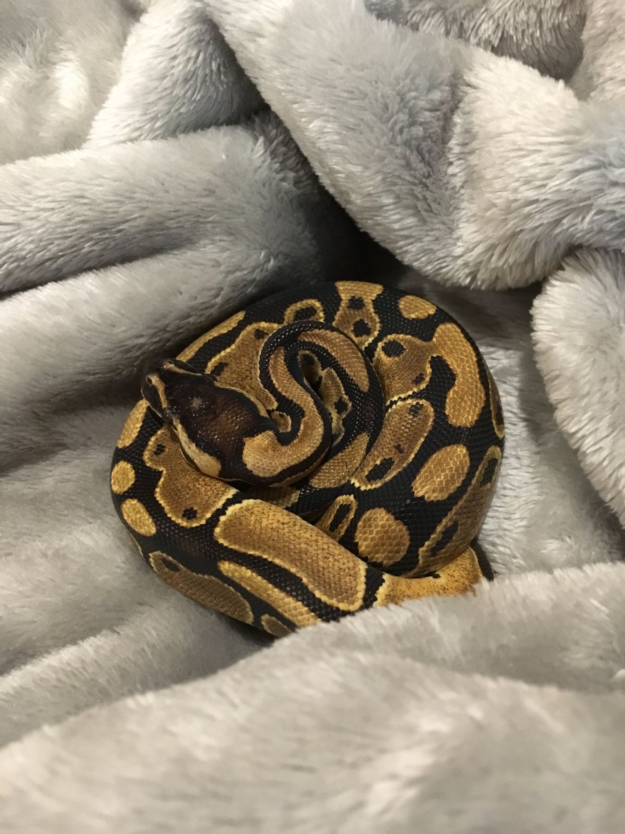 Королевский питон домашний