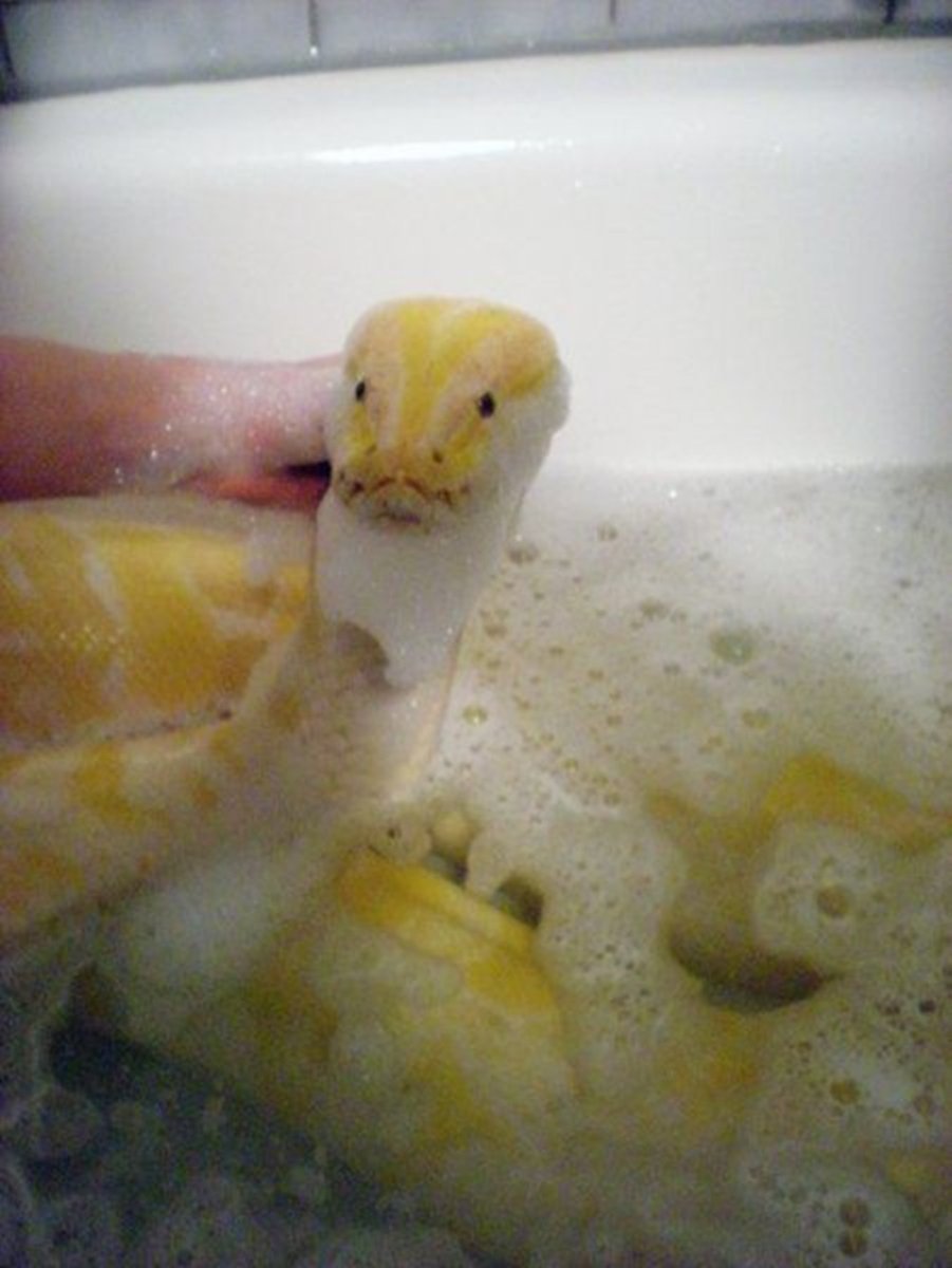 Змеи которые можно завести дома