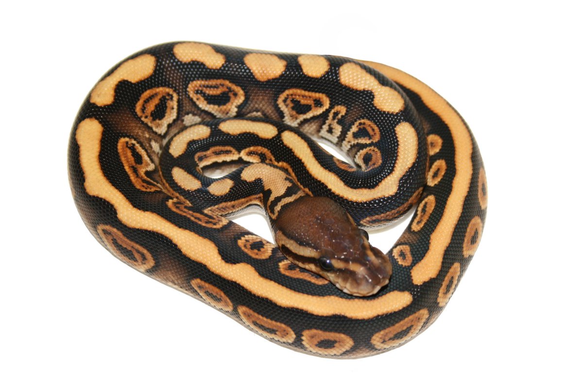 Королевский питон Блэк пастель фото