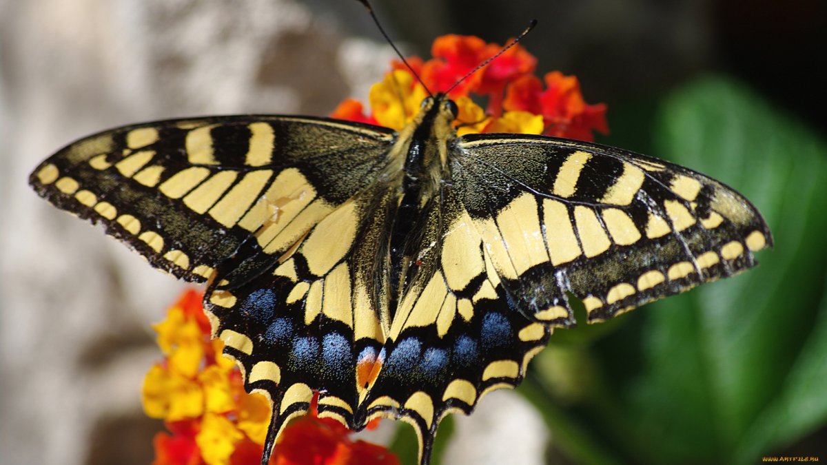 Бабочка крапчатый Арлекин