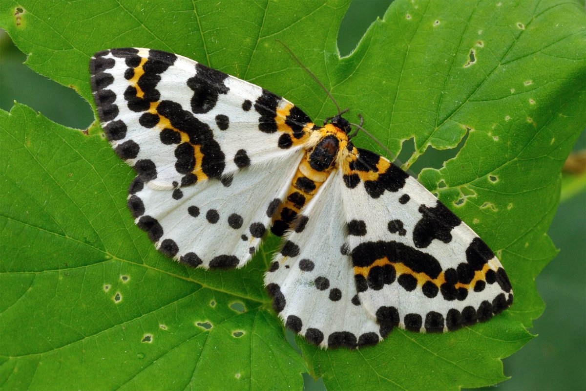 Пяденица пестрая