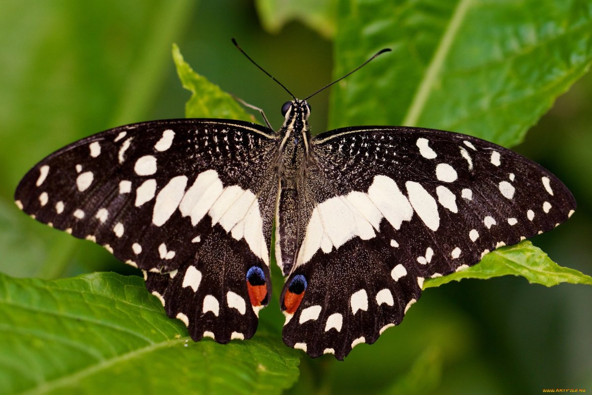 Пятнистый мотылек