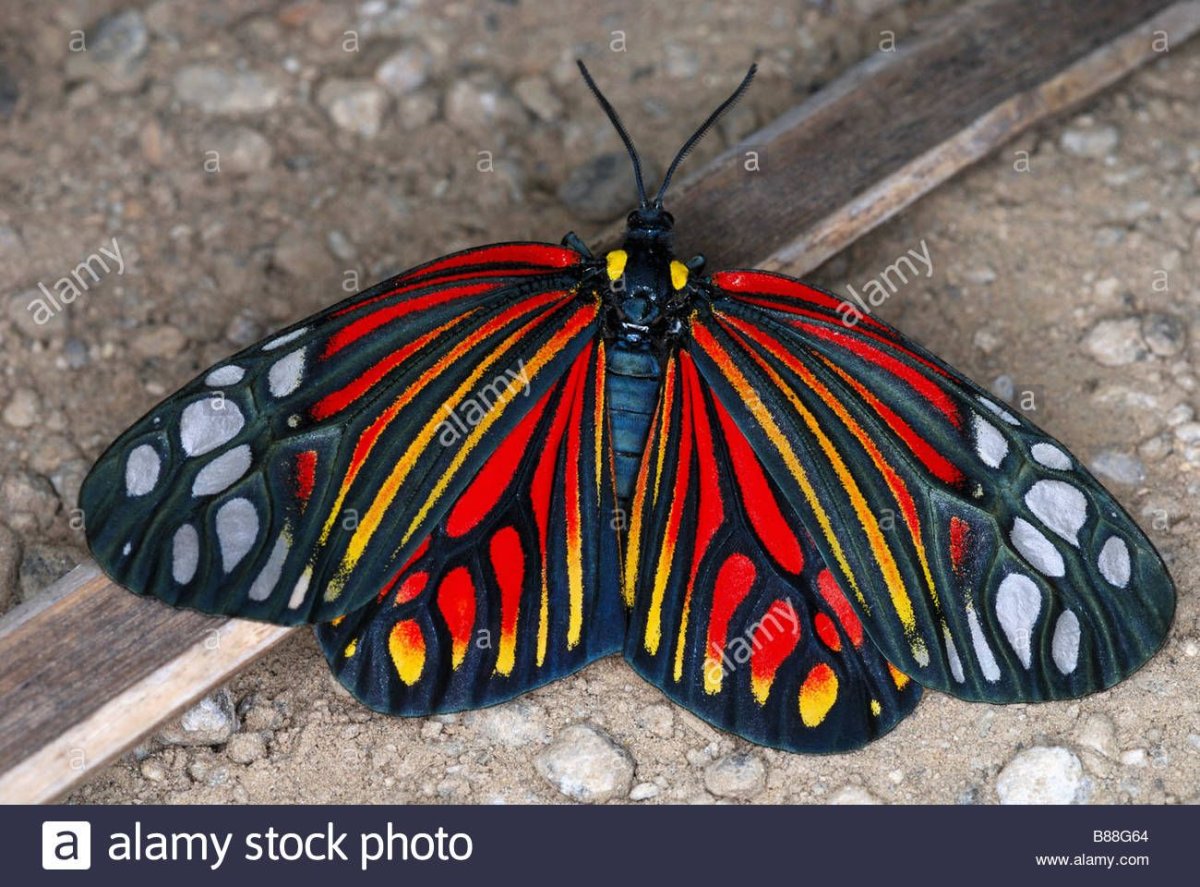 Бабочка Арлекин