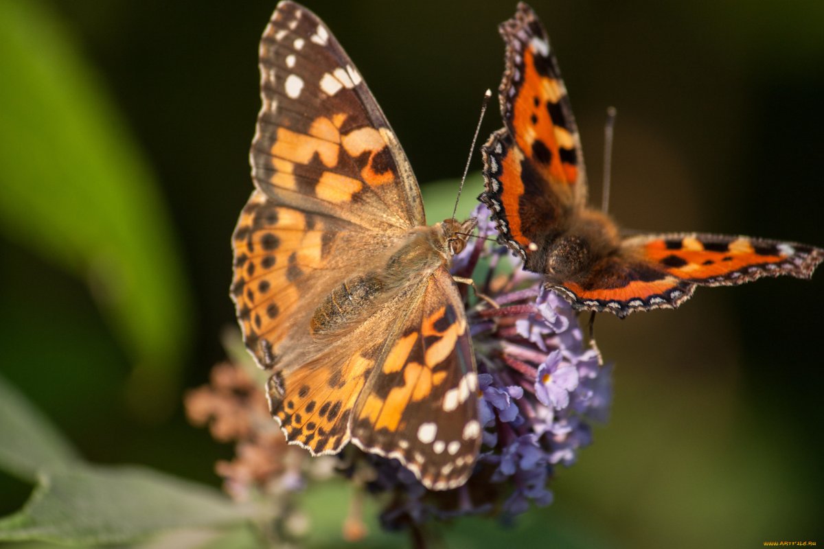 Крапчатый Арлекин