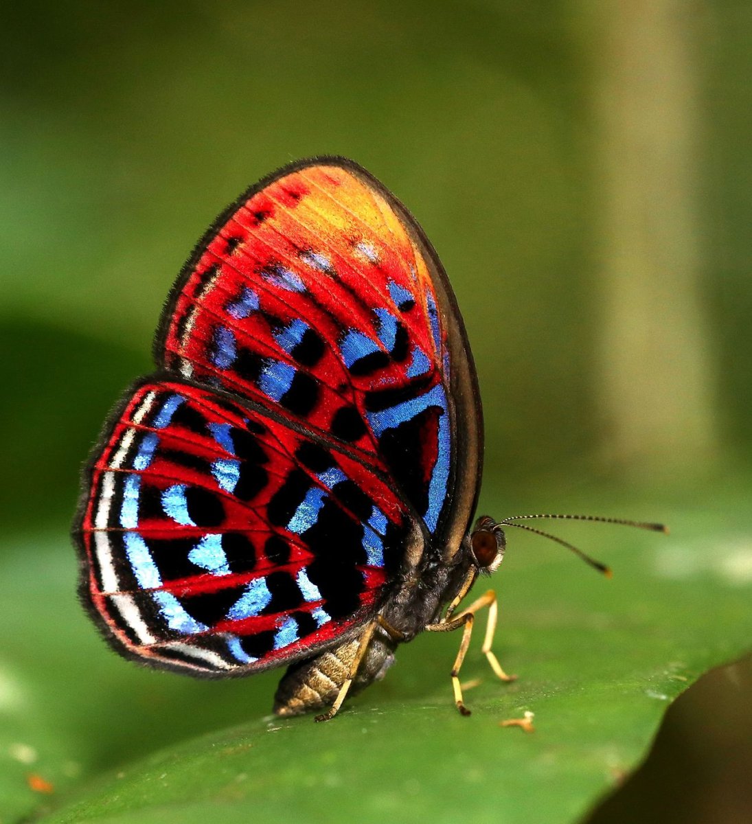 Бабочка крапчатый Арлекин