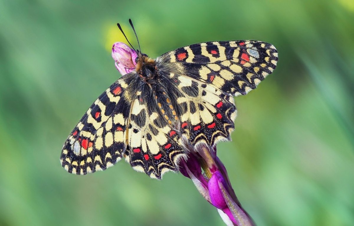 Махаон бабочка размер