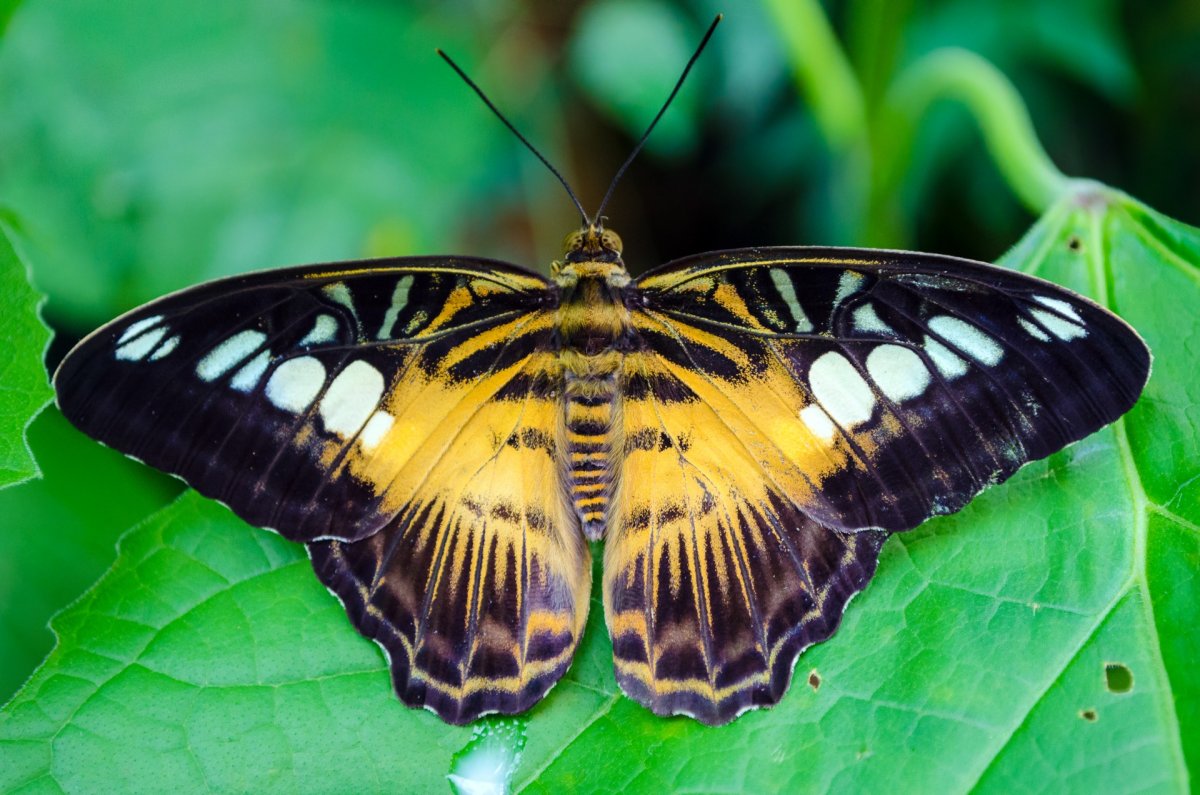 Пестрая бабочка