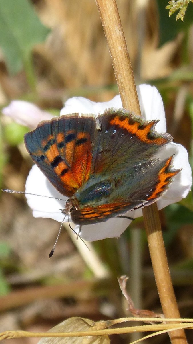 Бабочка крапчатый Арлекин
