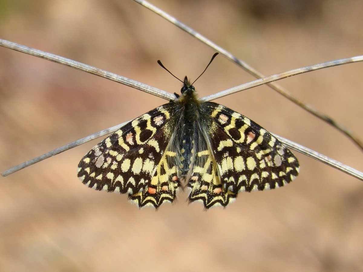 Бабочка Арлекин