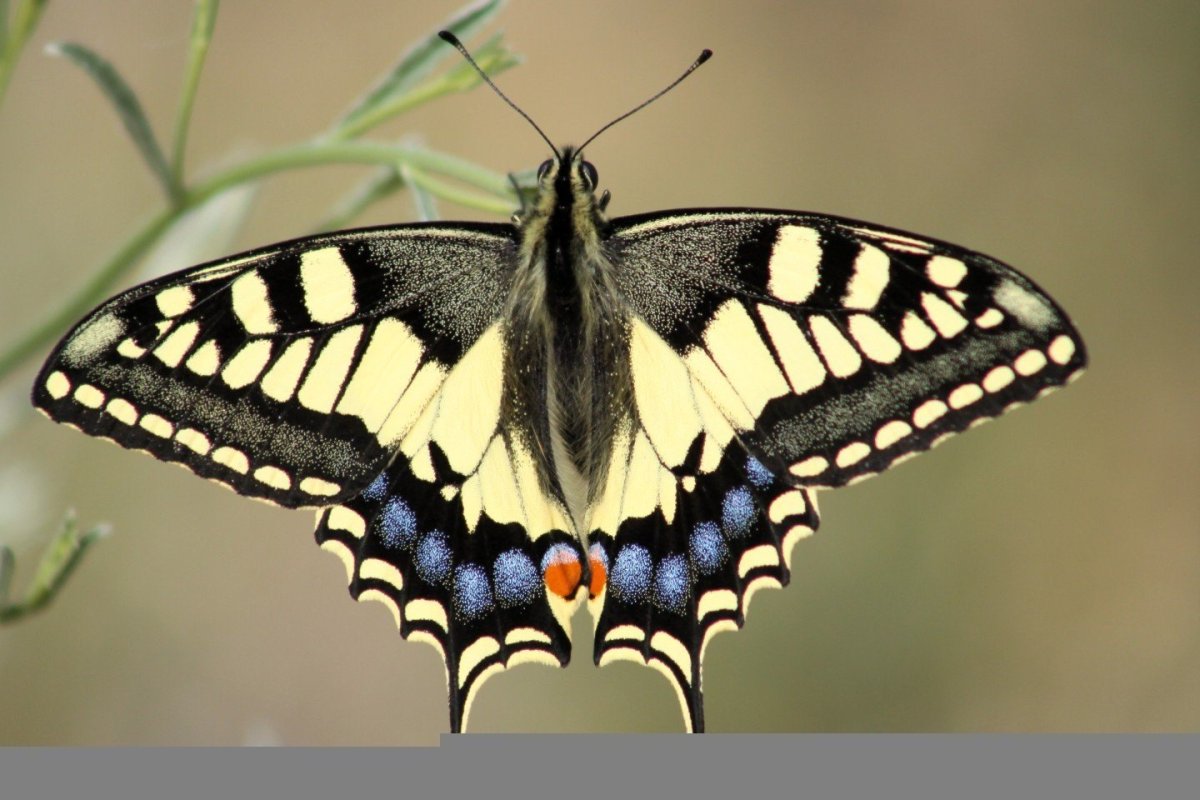 Бабочка Папилио Махаон