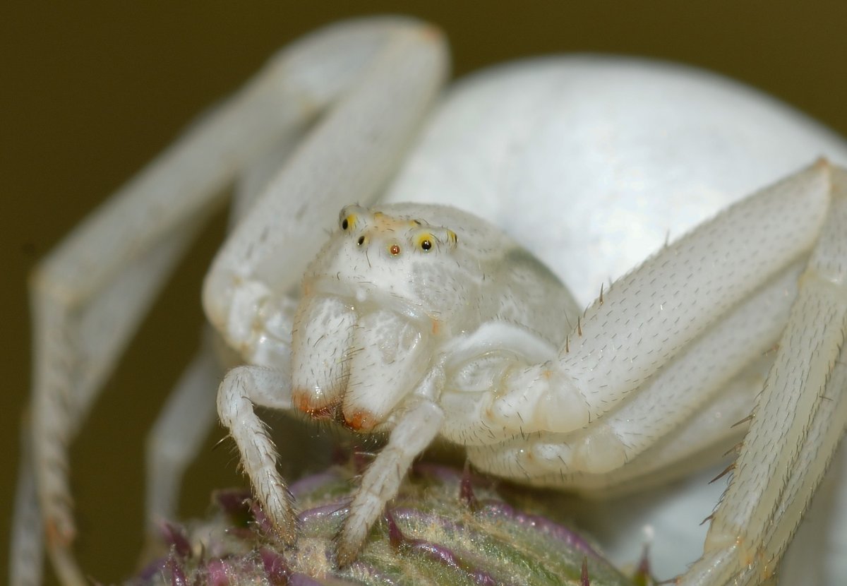 Misumena vatia - Мизумена косолапая