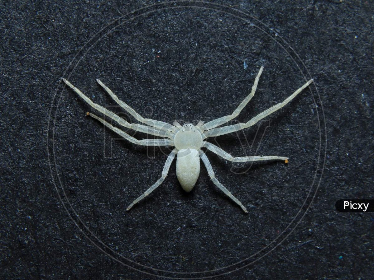 Белый домашний паук Каракурт