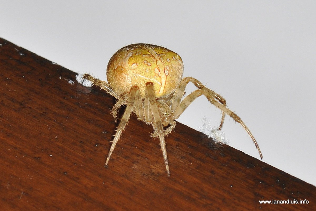 Паук с белым коконом сзади