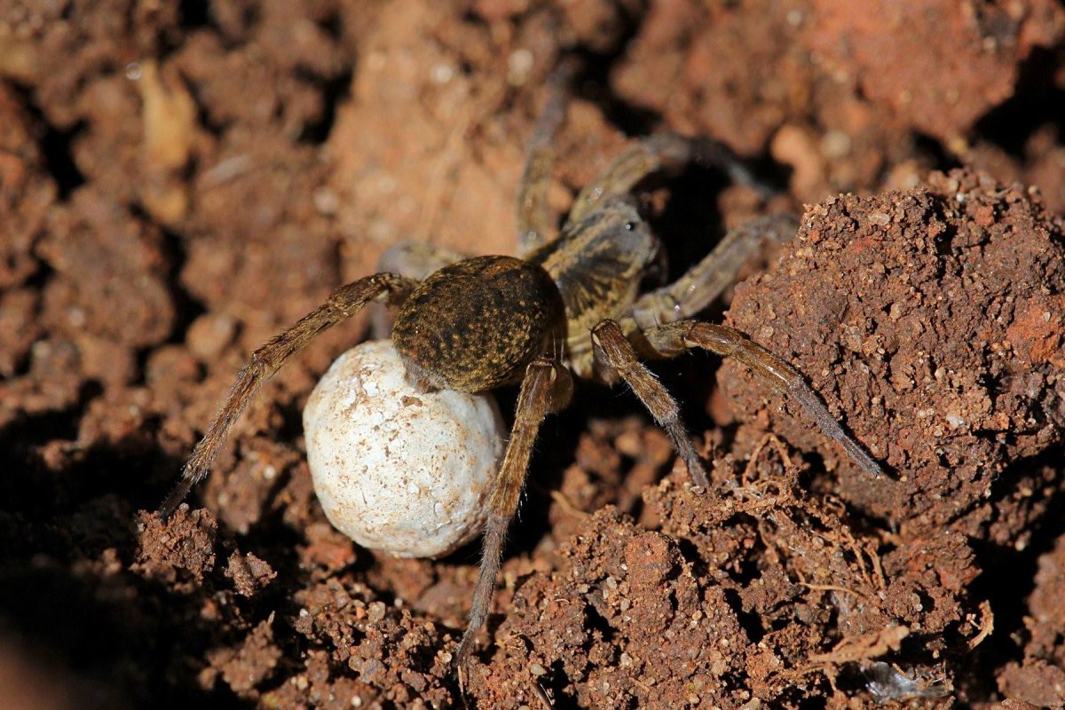 Белый кокон паука