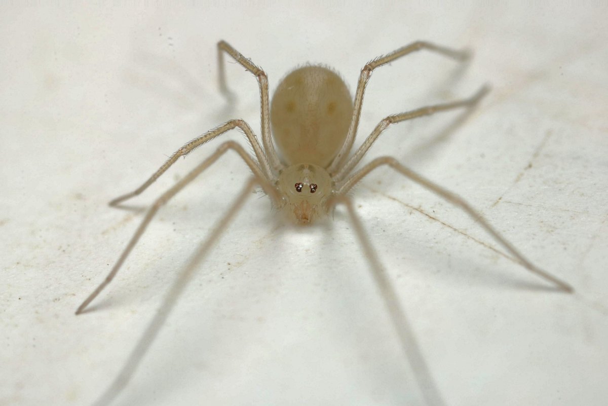 Белый домашний паук
