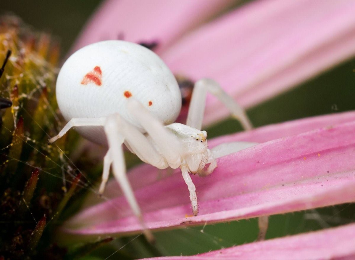 Паук белый Каракурт