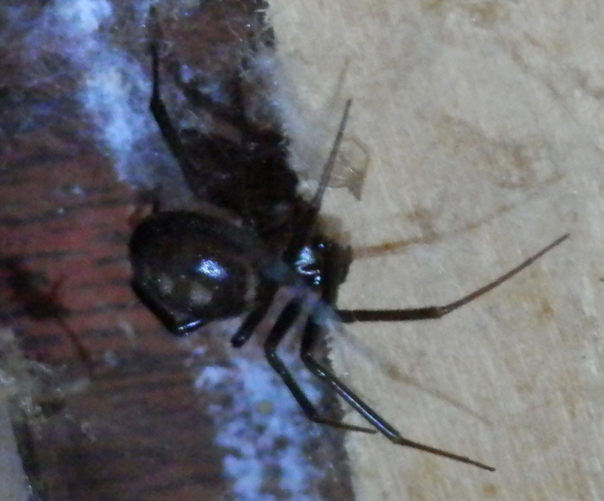 Чёрный паук с двумя белыми точками