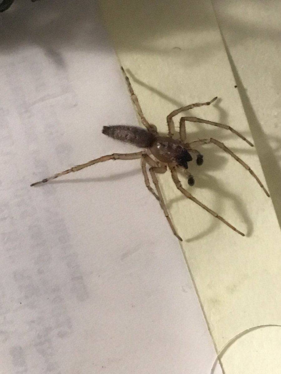 Паук с длинным телом