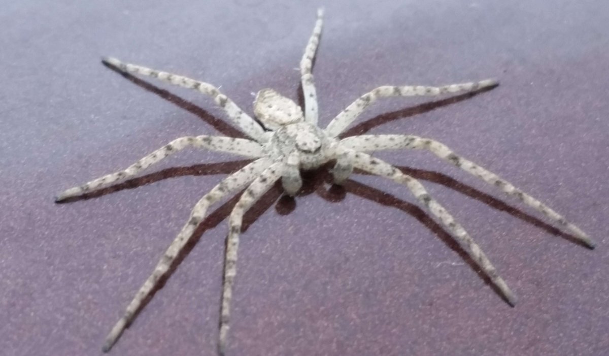 Маленький серый паук