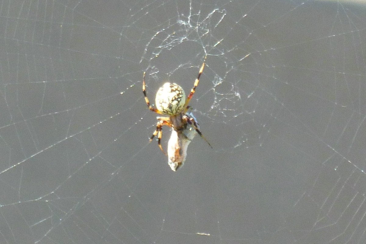 Паук с белым брюшком