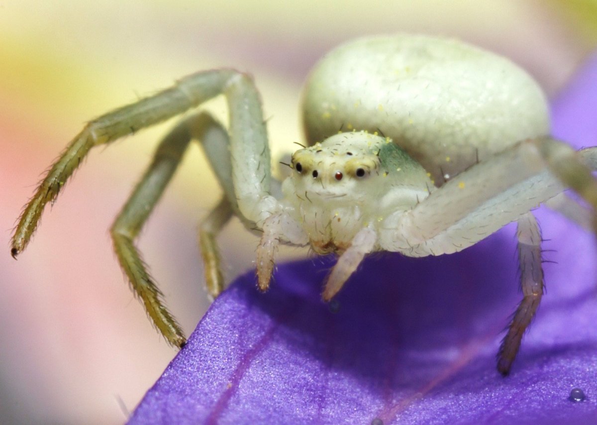 Паук краб Арахнид
