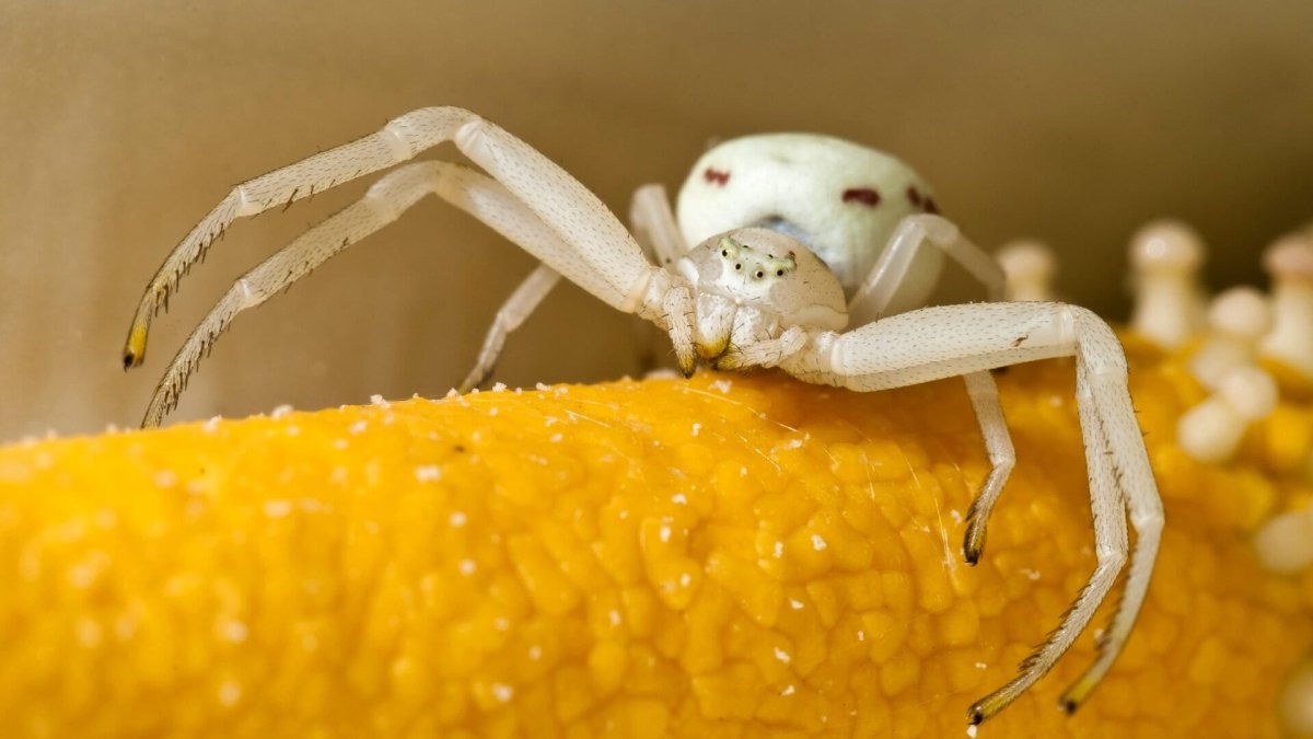Каракурт альбинос паук