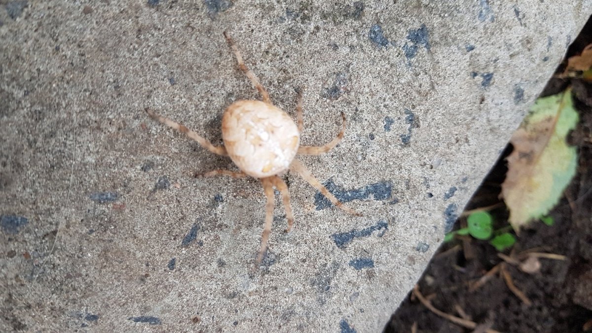 Ядовитые пауки Казахстана