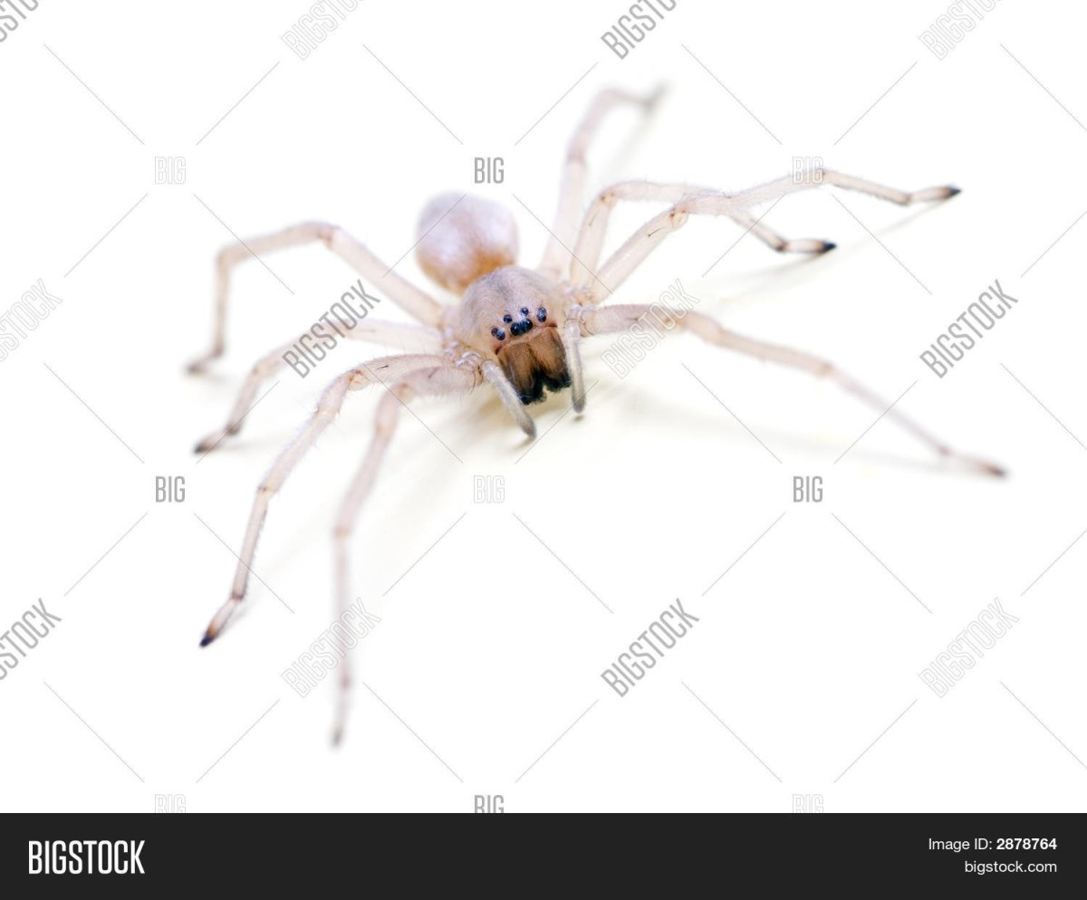 Прозрачный паук