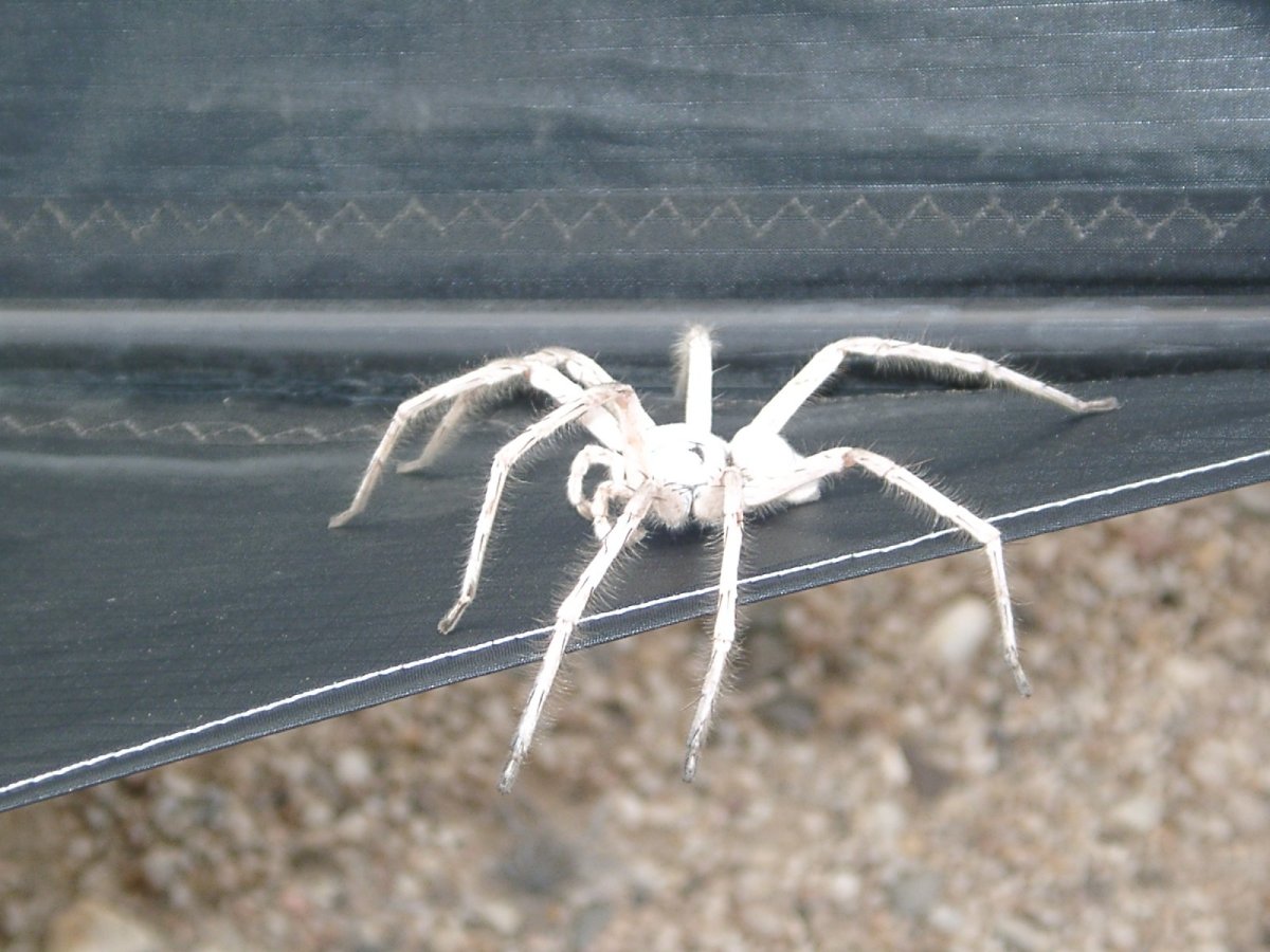 Белый домашний паук Каракурт