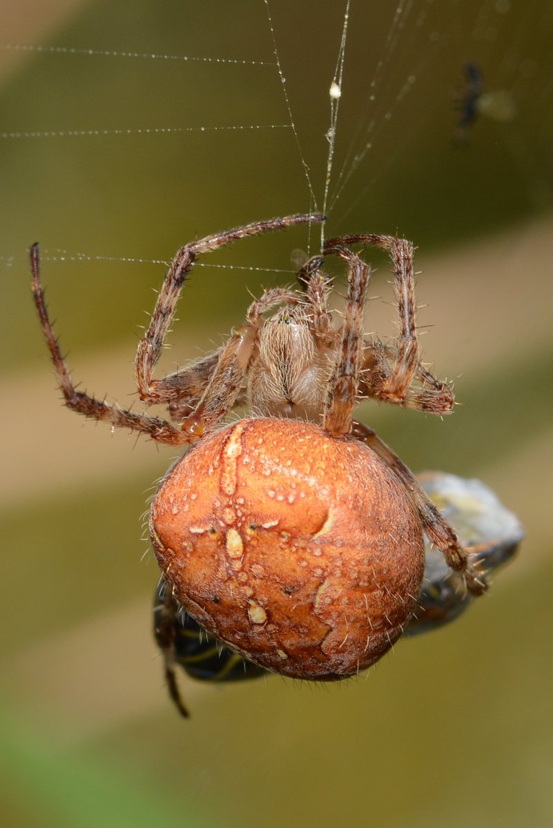Оранжевый паук-Araneus marmoreus