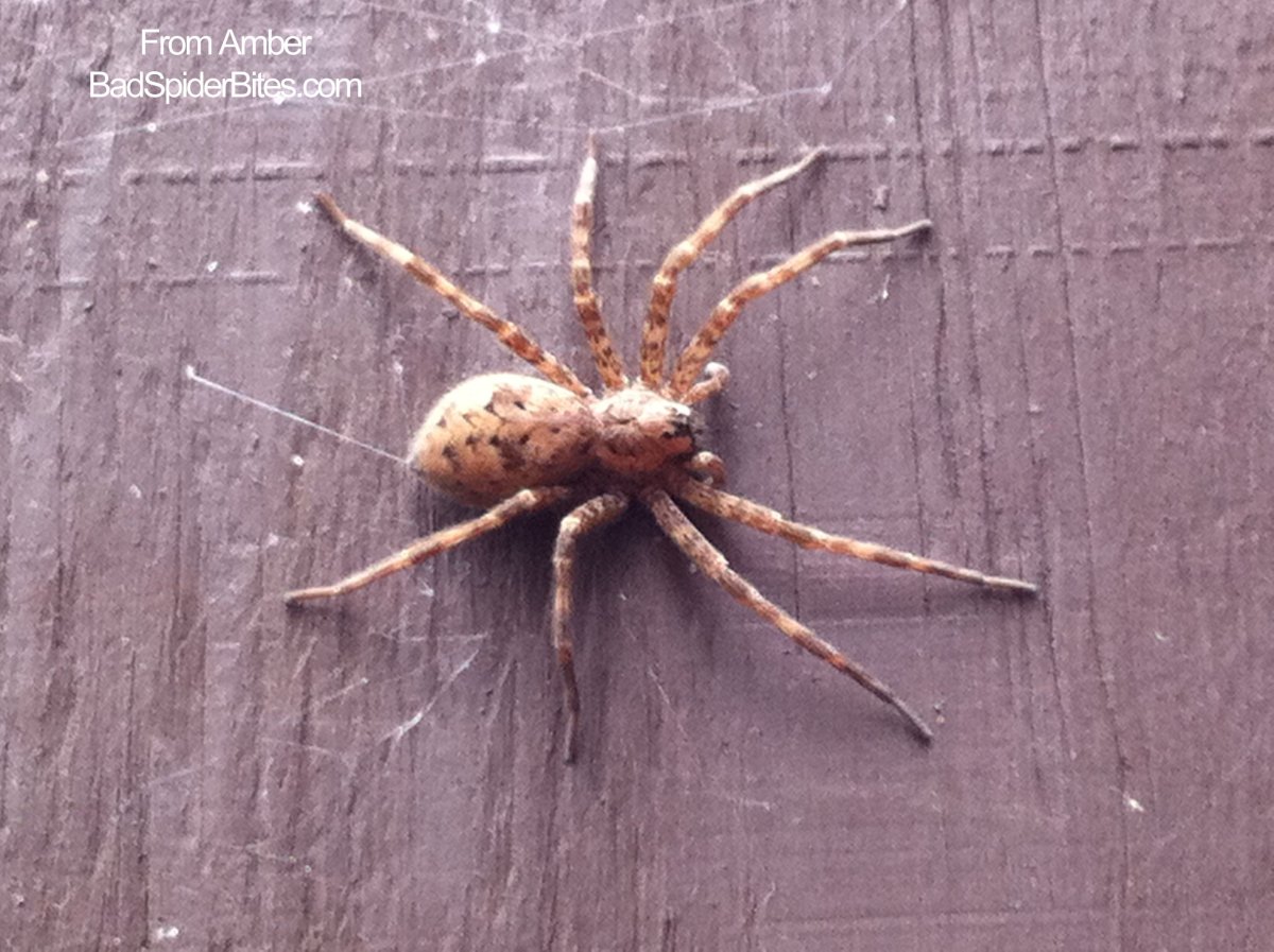 Паук коричневого цвета