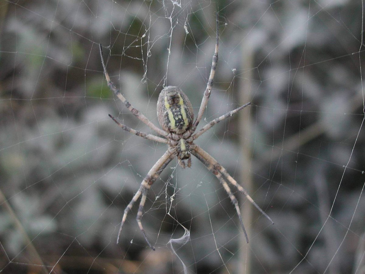 Паук чёрно белый