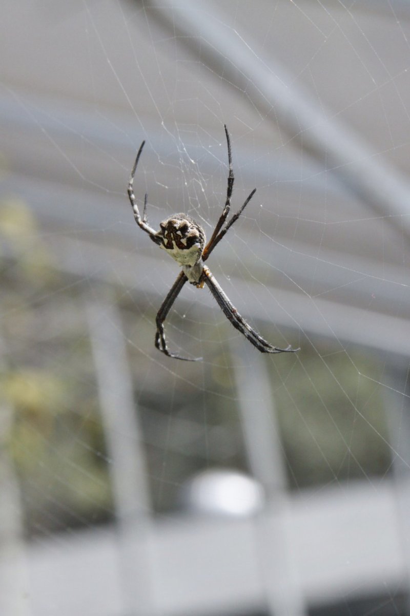 Черные прыгучие пауки