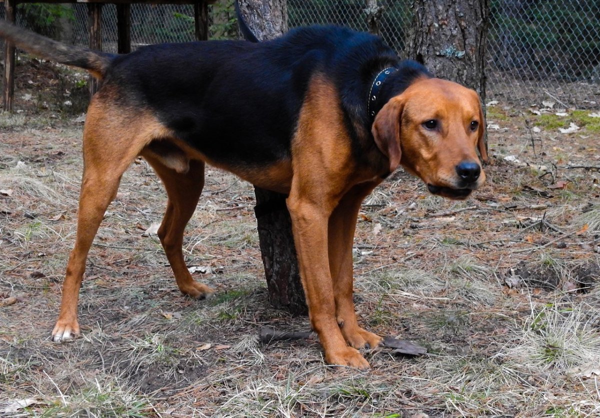 Порода собак белорусский гончак