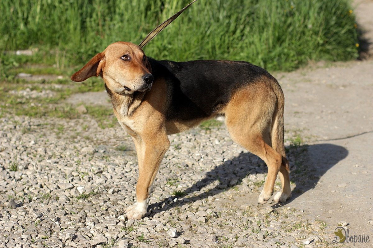 Белорусская гончая