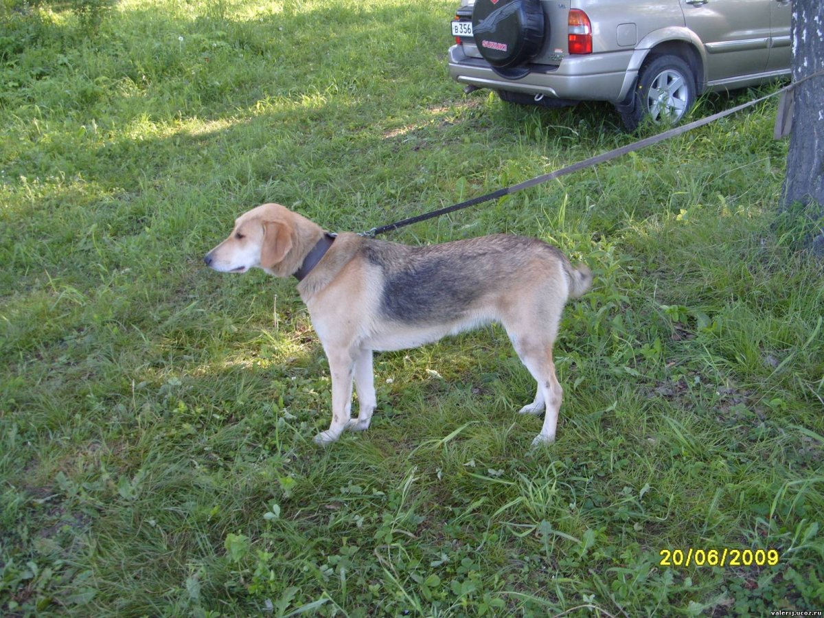 Щенки гончих Белоруссия