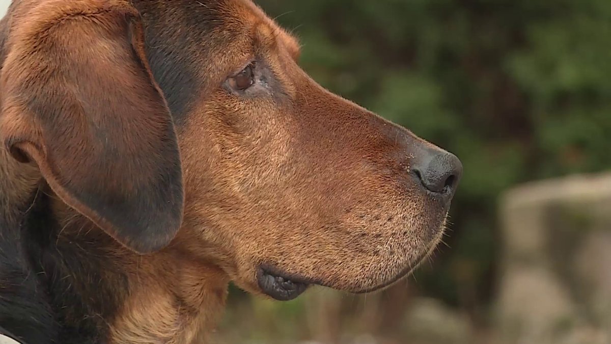 Белорусский гончак