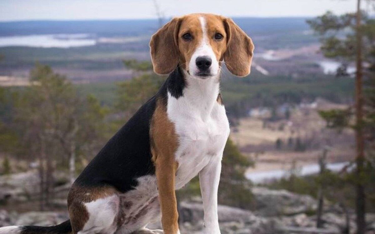 Эстонская гончая