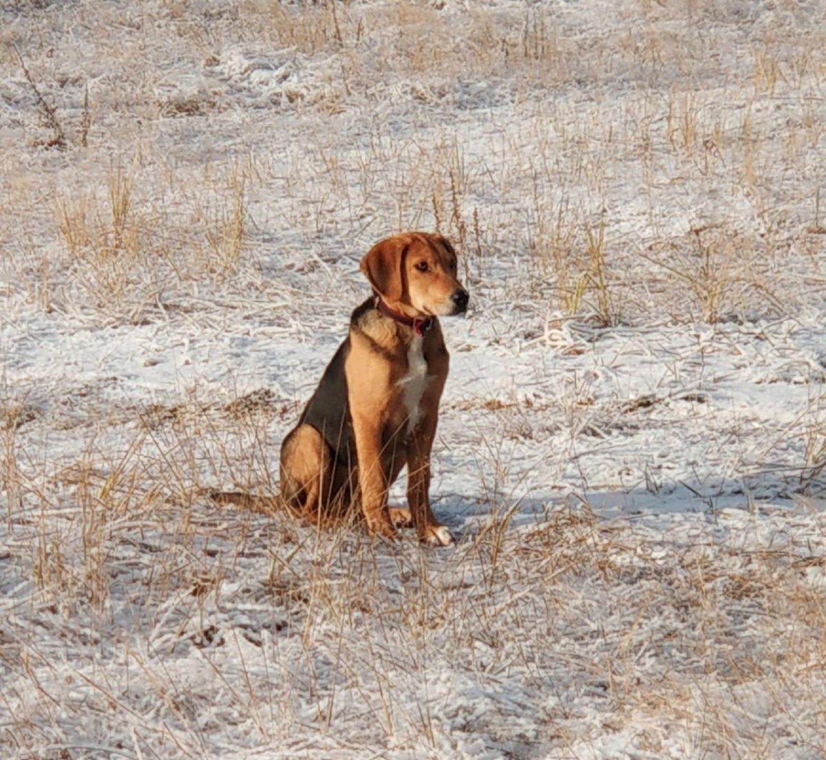 Потерялась рыжая собака помесь гончей