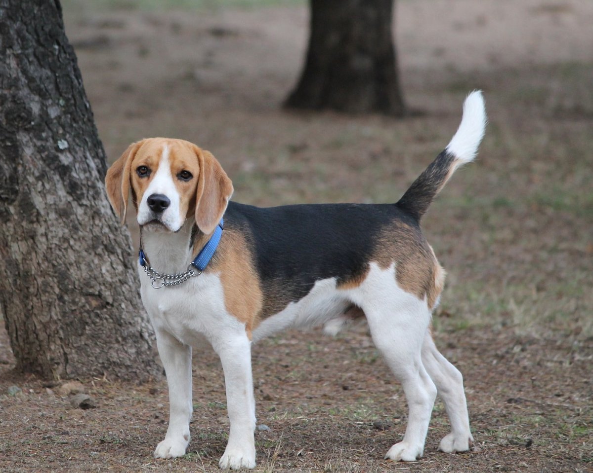 Эстонская гончая и Бигль