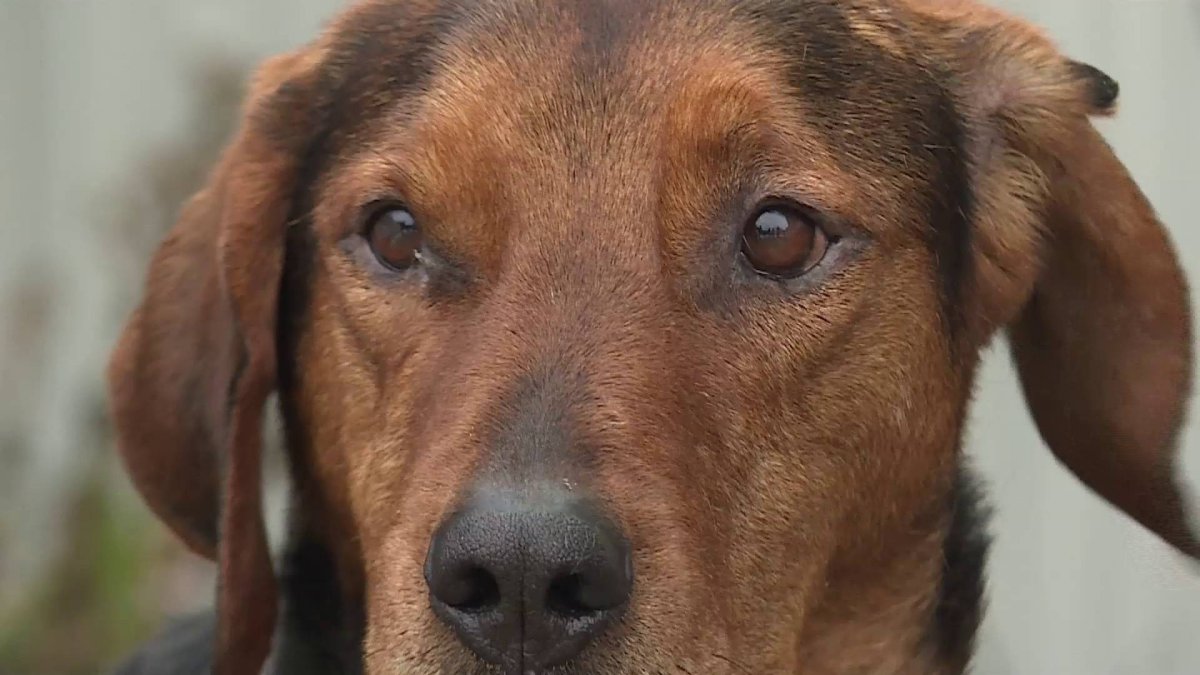 Белорусский гончак