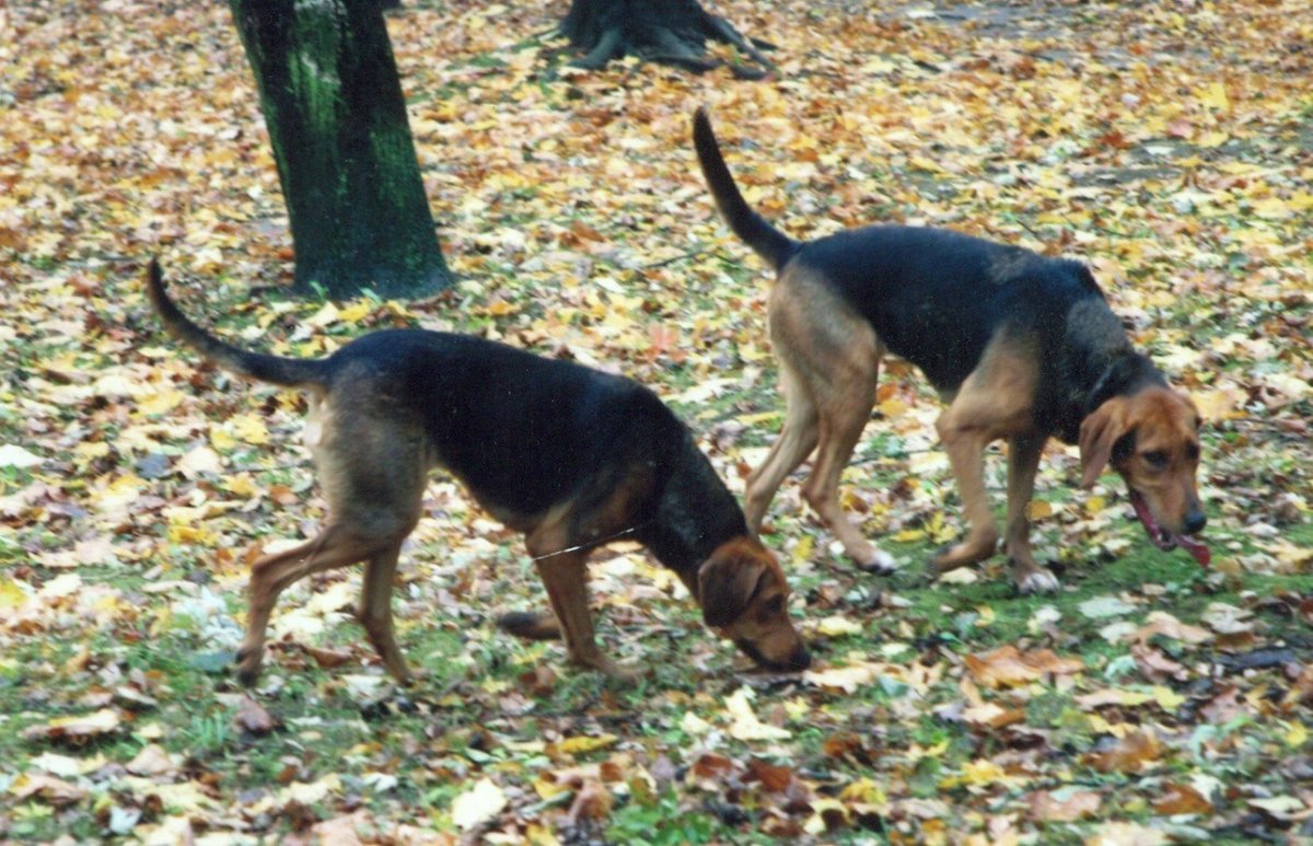 Гончак белорусский собака