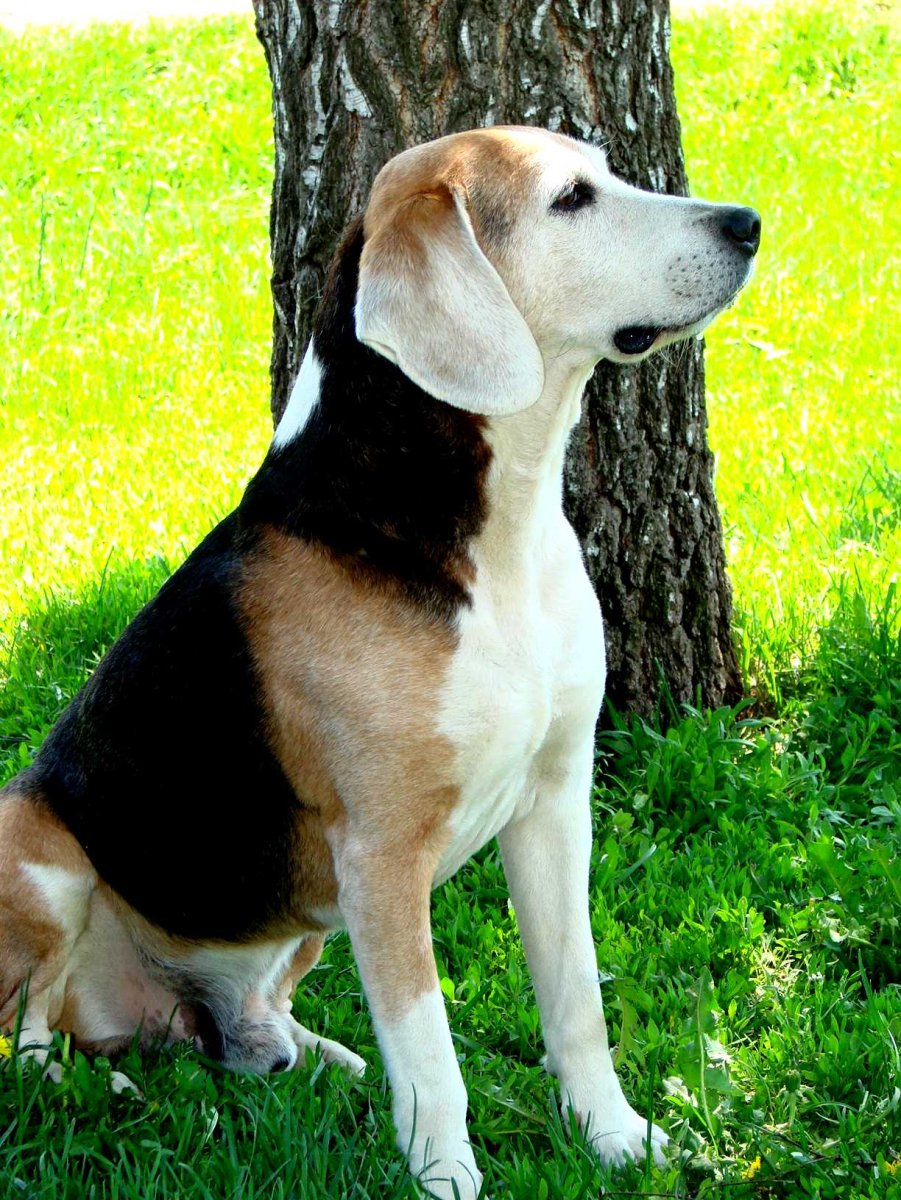 Эстонская гончая