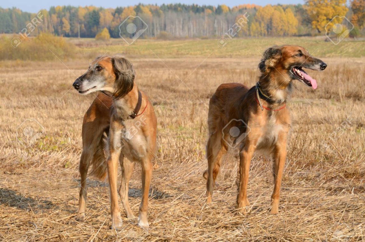Тазы порода собак на косулю