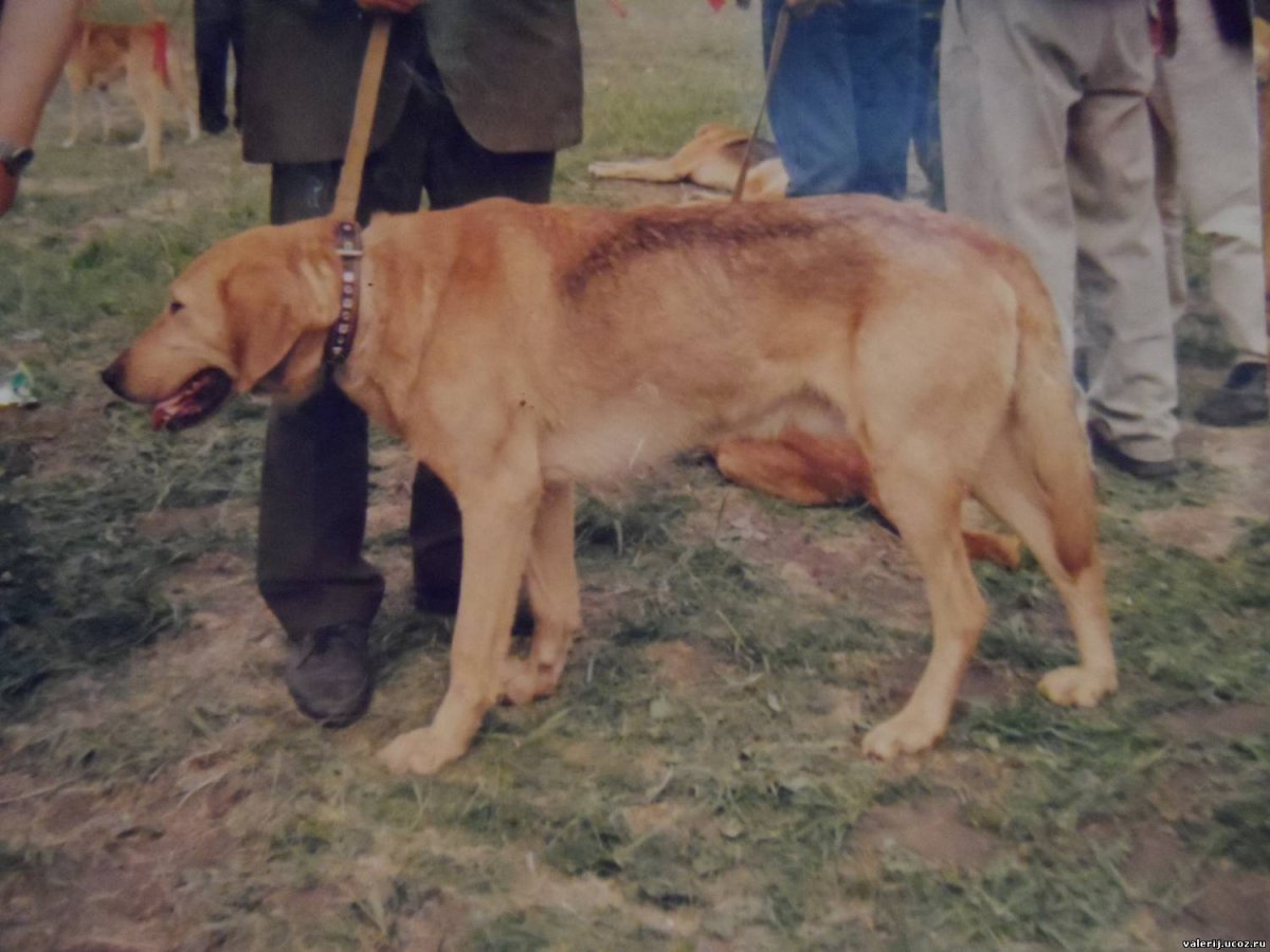Русская гончая Бушуй вл. Житинев